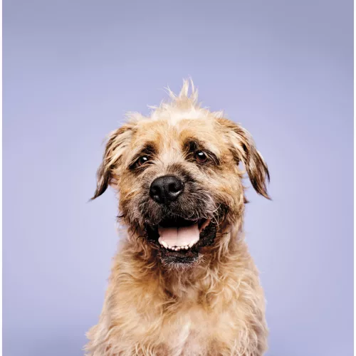 Paul Mitchell Pet - Calming Lavender Mint Spray 250ml