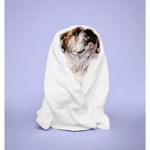 Paul Mitchell Pet - Calming Lavender Mint Spray 250ml