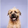 Paul Mitchell Pet - Calming Lavender Mint Shampoo 500ml