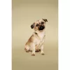 Paul Mitchell Pet - Soothing Oatmeal No-Rinse Shampoo Foam 250ml