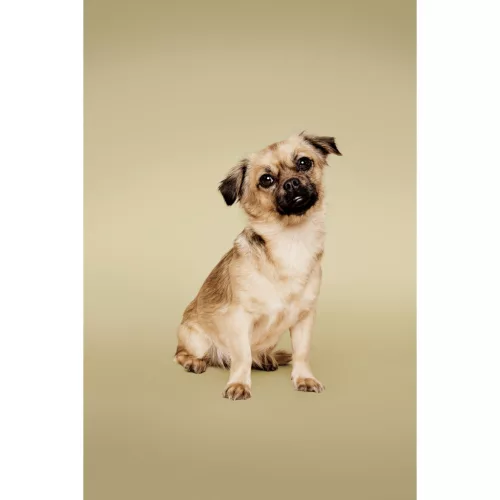 Paul Mitchell Pet - Soothing Oatmeal Conditioning Spray 250ml